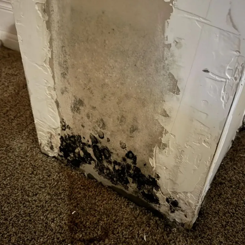 Professional Mold Removal in Greenville County, SC